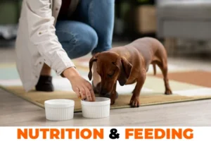 Nutrition & Feeding