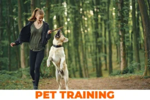 Pet Training